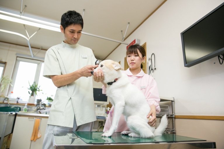 犬の予防接種について