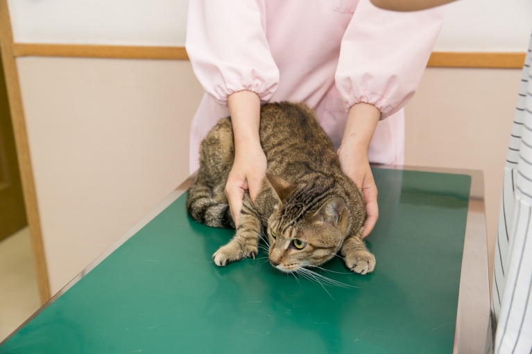 猫の予防接種について